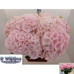Hydrangea Verena 80cm 17-19cm Hd