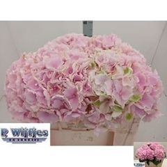 Hydrangea Verena 50cm 13-15cm Hd