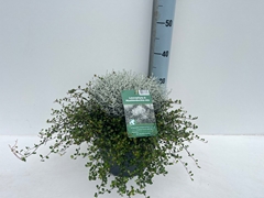 Leucophyta Brownii 26Ø 40cm
