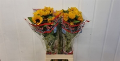 Helianthus Sunova 70cm