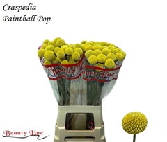 Craspedia Paintball Pop 65cm