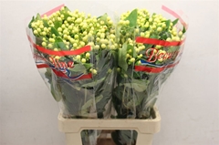 Hypericum Brisk Vanilla 70cm