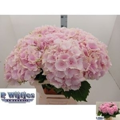 Hydrangea Verena 60cm 15-17cm Hd