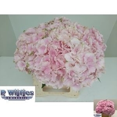 Hydrangea Verena 40cm 11-13cm Hd