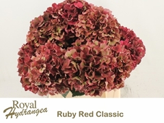 Hydrangea Rubyred Classic 40cm 12-14cm Hd