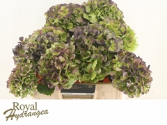 Hydrangea Verena Blue Classic 40cm 14-16cm Hd