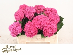 Hydrangea Rodeo Red 50cm 12-14cm Hd