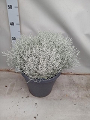 Leucophyta Brownii Challenge 26Ø 45cm