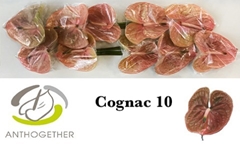 Anthurium Cognac 15cm Hd
