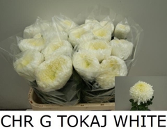 Chrysanth Single Tokaj White 75cm 130gr.