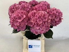 Hydrangea Royal Palace 60cm 15-17cm Hd