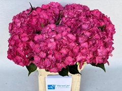 Hydrangea Rodeo Red 60cm 13-15cm Hd