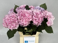 Hydrangea Verena Blue 60cm 14-16cm Hd
