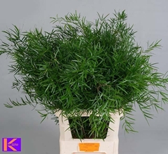 Asparagus Falcatus 85cm