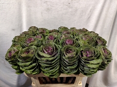 Brassica Red Crane 70cm