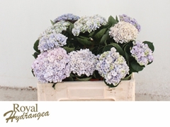 Hydrangea Revolution Xxl Classic 50cm 10-12cm Hd