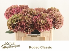 Hydrangea Rodeo Red Classic 50cm 15-17cm Hd
