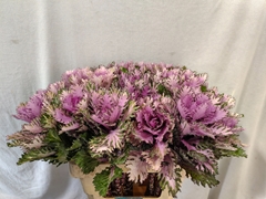 Brassica Rigel 60cm