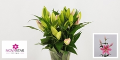 Lily Oriental Sorbonne 70cm 2+