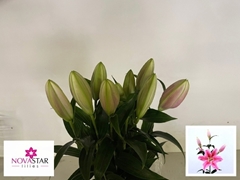 Lily Oriental Sorbonne 65cm 1+