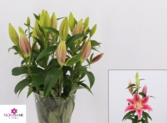 Lily Oriental Canberra 60cm 1+