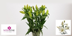 Lily Oriental Forever 70cm 1+