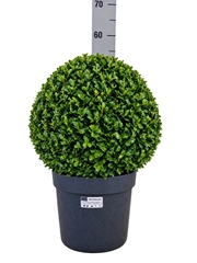 Buxus Sempervirens 24Ø 50cm