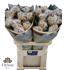 Chrysanth Single Vienna Copper 80cm 145gr.