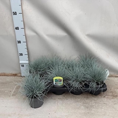 Festuca Intense Blue 12Ø 20cm