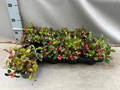 Gaultheria Red Diamond 11Ø 20cm
