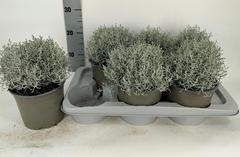 Leucophyta Brownii Whimsy Silver 17Ø 20cm