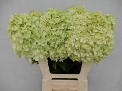 Hydrangea Limelight 60cm 14-16cm Hd