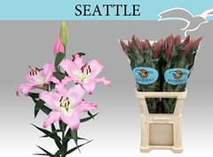 Lily Oriental Seattle 105cm 5+
