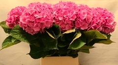 Hydrangea Bodensee Pink 100cm 14-16cm Hd