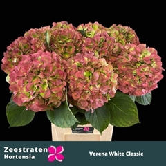 Hydrangea White Verena Classic 80cm 22-24cm Hd