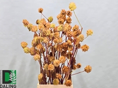 Glycyrrhiza Yunnanensis Licorice 80cm