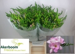 Freesia Double Honeymoon 50cm 20gr.