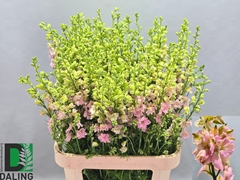 Consolida Regalis Qis Light Pink 90cm