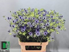Eryngium Planum Diamond Surprise 80cm