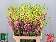 Consolida Regalis Qis Rose 90cm