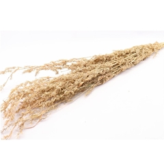 Dried Flowers Beta Grass 100cm