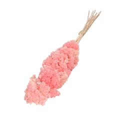 Dried Flowers Achillea 65cm X12
