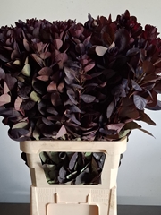 Cotinus Coggygria Royal Purple 100cm