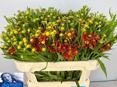Helenium Festival 70cm