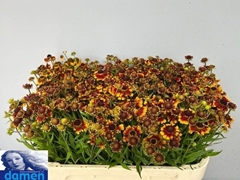 Helenium Zonnedam 70cm
