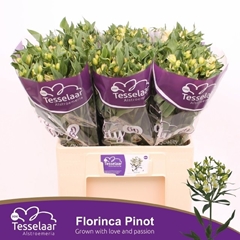 Alstroemeria Florinca Pinot 60cm