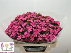 Dianthus Barb Sweet Will Pink 50cm