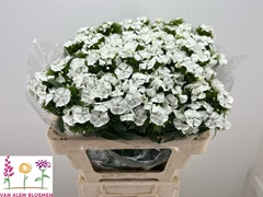 Dianthus Barb Sweet Will White 50cm