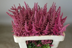 Astilbe Loud And Proud 55cm