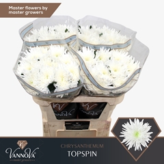 Chrysanth Single Topspin 70cm 85gr.
